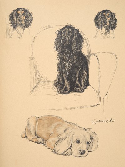 Spaniels, Illustrations from his Sketch Book used for 